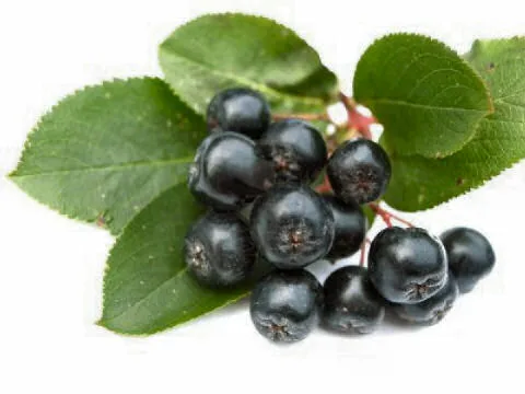 Aronia Beere